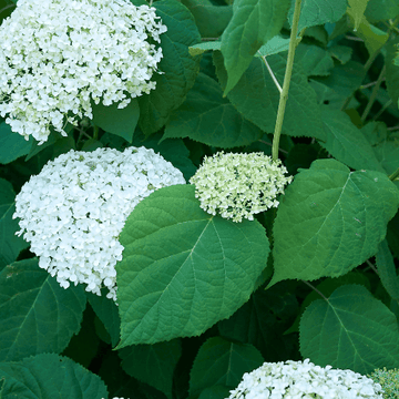 Hortensia de Virginie 'Grandiflora' - Hydrangea arborescens 'Grandiflora'