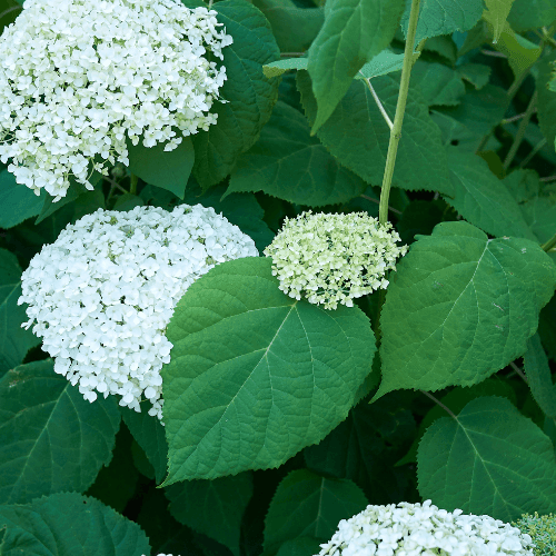 Hortensia de Virginie 'Grandiflora' - Hydrangea arborescens 'Grandiflora' - FLEURANDIE