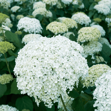 Hortensia de Virginie 'Grandiflora' - Hydrangea arborescens 'Grandiflora'