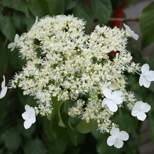 Hortensia grimpant - Hydrangea petiolaris - FLEURANDIE