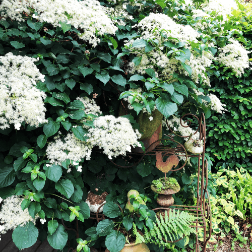 Hortensia grimpant - Hydrangea petiolaris - FLEURANDIE