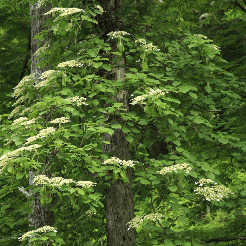 Hortensia grimpant - Hydrangea petiolaris - FLEURANDIE