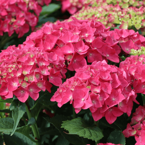 Hortensia 'Leuchtfeuer' - Hydrangea macrophylla 'Leuchtfeuer' - FLEURANDIE