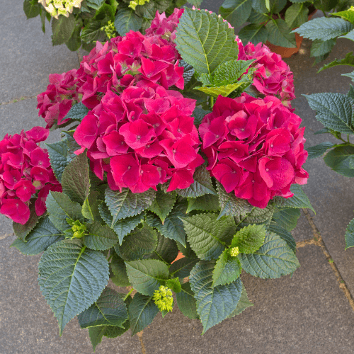 Hortensia 'Leuchtfeuer' - Hydrangea macrophylla 'Leuchtfeuer' - FLEURANDIE