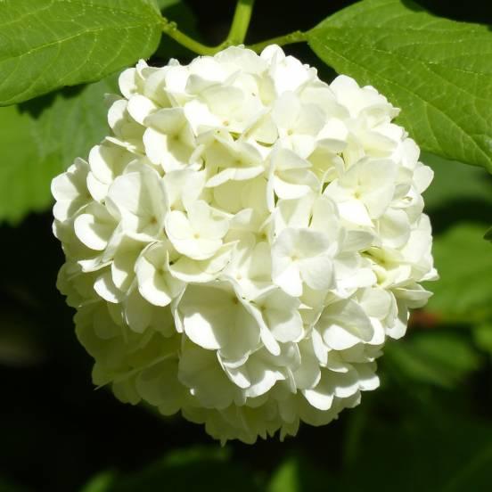 Hortensia 'Mme Emile Mouillere' - Hydrangea macrophylla 'Mme Emile Mouillere' - FLEURANDIE