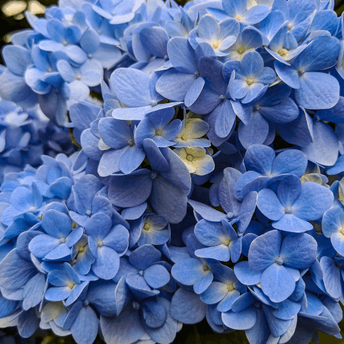 Hortensia 'Nikko Blue' - Hydrangea macrophylla 'Nikko Blue' - FLEURANDIE