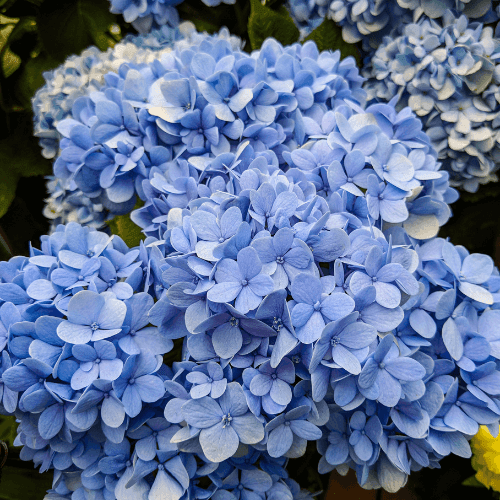 Hortensia 'Nikko Blue' - Hydrangea macrophylla 'Nikko Blue' - FLEURANDIE