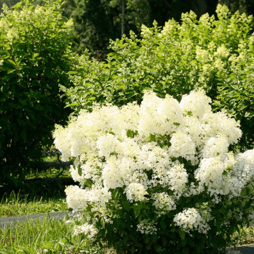 Hortensia paniculé 'Bobo' - Hydrangea paniculata 'Bobo' - FLEURANDIE