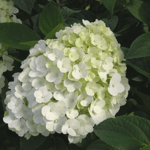 Hortensia paniculé 'Bobo' - Hydrangea paniculata 'Bobo' - FLEURANDIE