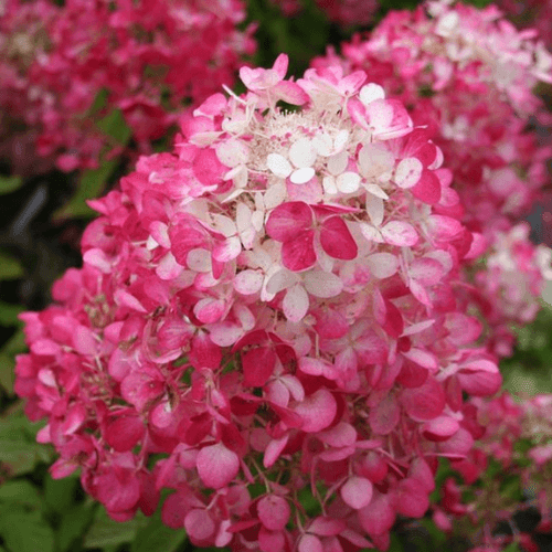 Hortensia paniculé 'Diamant Rouge' - Hortensia paniculata 'Diamant Rouge' - FLEURANDIE