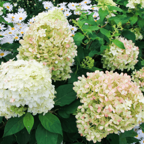 Hortensia paniculé 'Diamantino® 'ren101' ' - Hydrangea paniculata 'Diamantino® ' - FLEURANDIE