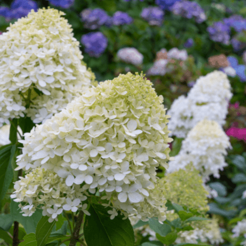 Hortensia paniculé 'Diamantino® 'ren101' ' - Hydrangea paniculata 'Diamantino® ' - FLEURANDIE