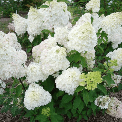 Hortensia paniculé 'Diamantino® 'ren101' ' - Hydrangea paniculata 'Diamantino® ' - FLEURANDIE