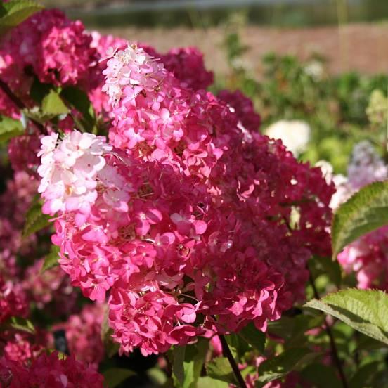 Hortensia paniculé 'Fraise Melba' - Hortensia paniculata 'Fraise Melba' - FLEURANDIE