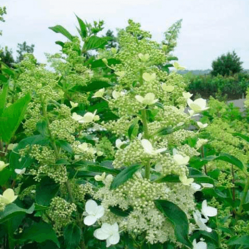 Hortensia paniculé 'Kyushu' - Hydrangea paniculata 'Kyushu' - FLEURANDIE