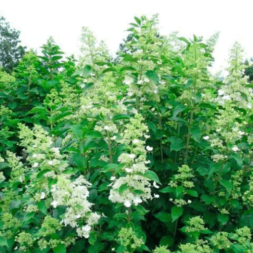 Hortensia paniculé 'Kyushu' - Hydrangea paniculata 'Kyushu' - FLEURANDIE