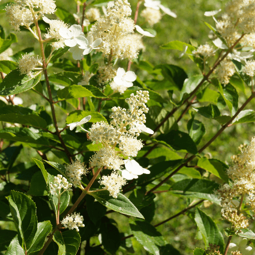 Hortensia paniculé 'Kyushu' - Hydrangea paniculata 'Kyushu' - FLEURANDIE