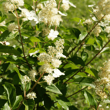 Hortensia paniculé 'Kyushu' - Hydrangea paniculata 'Kyushu'