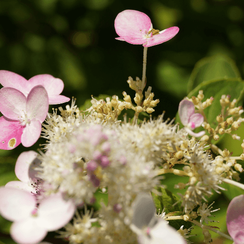 Hortensia paniculé 'Pinky Winky'® - Hydrangea paniculata 'Pinky Winky®' - FLEURANDIE