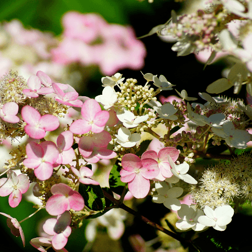 Hortensia paniculé 'Pinky Winky'® - Hydrangea paniculata 'Pinky Winky®' - FLEURANDIE