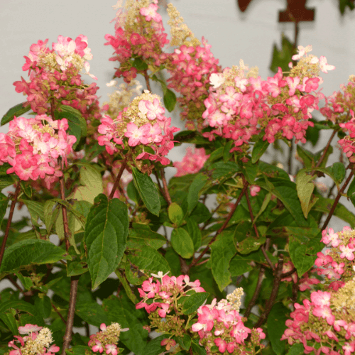 Hortensia paniculé 'Pinky Winky'® - Hydrangea paniculata 'Pinky Winky®' - FLEURANDIE