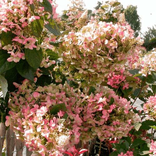 Hortensia paniculé 'Pinky Winky' - Hydrangea paniculata 'Pinky Winky' - FLEURANDIE