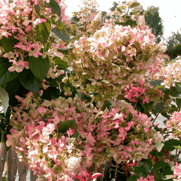 Hortensia paniculé 'Pinky Winky' - Hydrangea paniculata 'Pinky Winky'