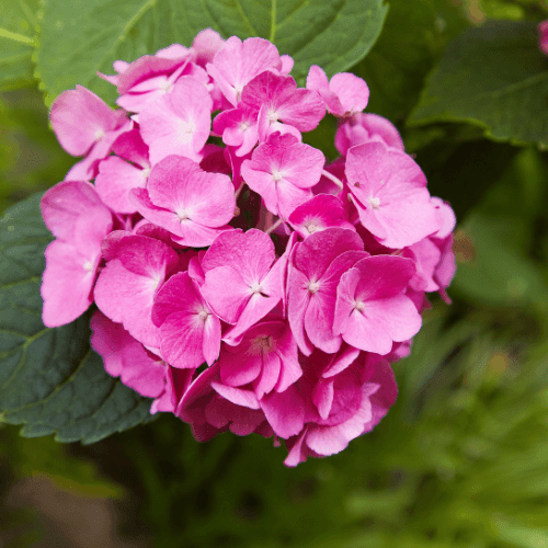 Hortensia 'Rosita' - Hydrangea macrophylla 'Rosita' - FLEURANDIE