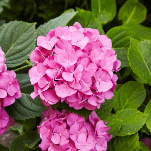 Hortensia 'Rosita' - Hydrangea macrophylla 'Rosita' - FLEURANDIE