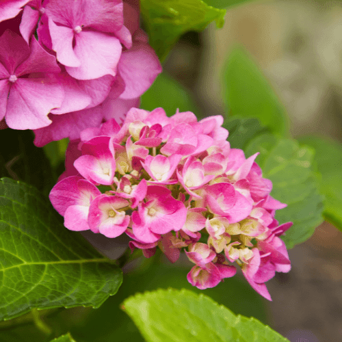 Hortensia 'Rosita' - Hydrangea macrophylla 'Rosita' - FLEURANDIE