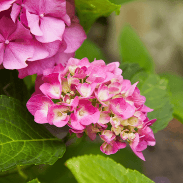 Hortensia 'Rosita' - Hydrangea macrophylla 'Rosita'