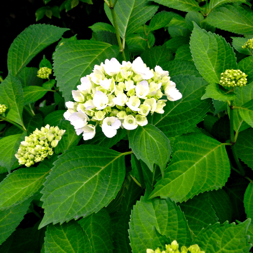 Hortensia 'Soeur Thérèse' - Hydrangea macrophylla 'Soeur Thérèse' - FLEURANDIE