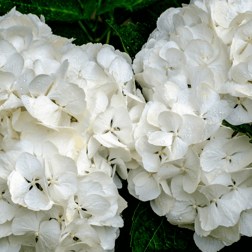 Hortensia 'Soeur Thérèse' - Hydrangea macrophylla 'Soeur Thérèse' - FLEURANDIE