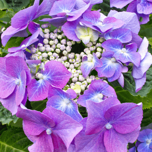 Hortensia 'Teller Blue' - Hydrangea macrophylla 'Teller Blue' - FLEURANDIE