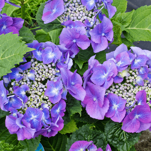 Hortensia 'Teller Blue' - Hydrangea macrophylla 'Teller Blue' - FLEURANDIE