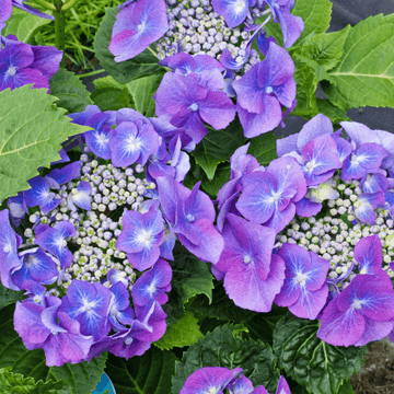 Hortensia 'Teller Blue' - Hydrangea macrophylla 'Teller Blue'