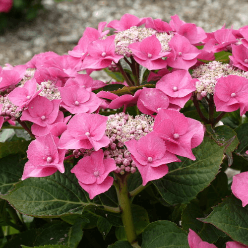 Hortensia 'Teller Pink' - Hydrangea macrophylla 'Teller Pink' - FLEURANDIE