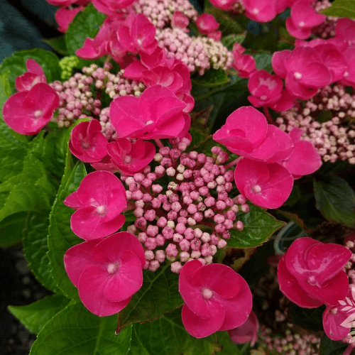 Hortensia 'Teller Red' - Hydrangea macrophylla 'Teller Red' - FLEURANDIE