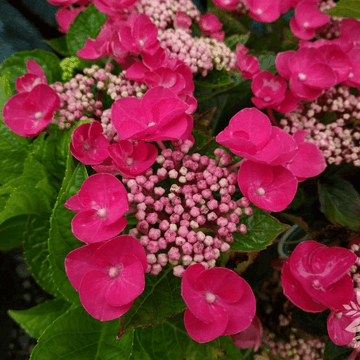 Hortensia  - Hydrangea macrophylla variés