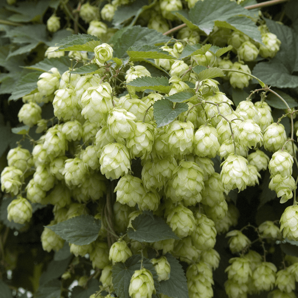 Houblon - Humulus lupulus - FLEURANDIE