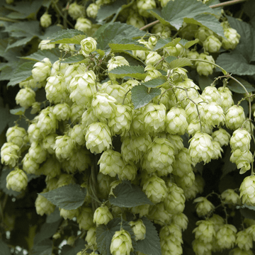 Houblon - Humulus lupulus