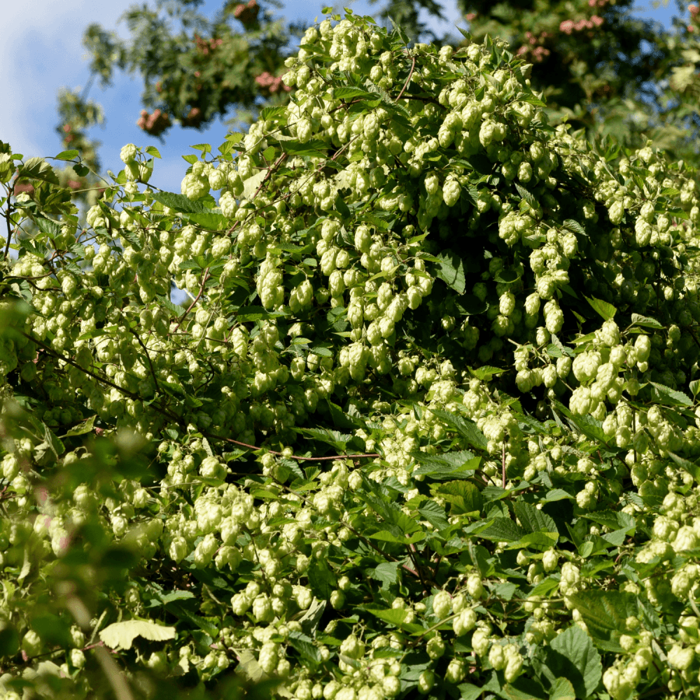 Houblon Golden Tassels (Diva) - Humulus Lupulus Doré Et Fructifère