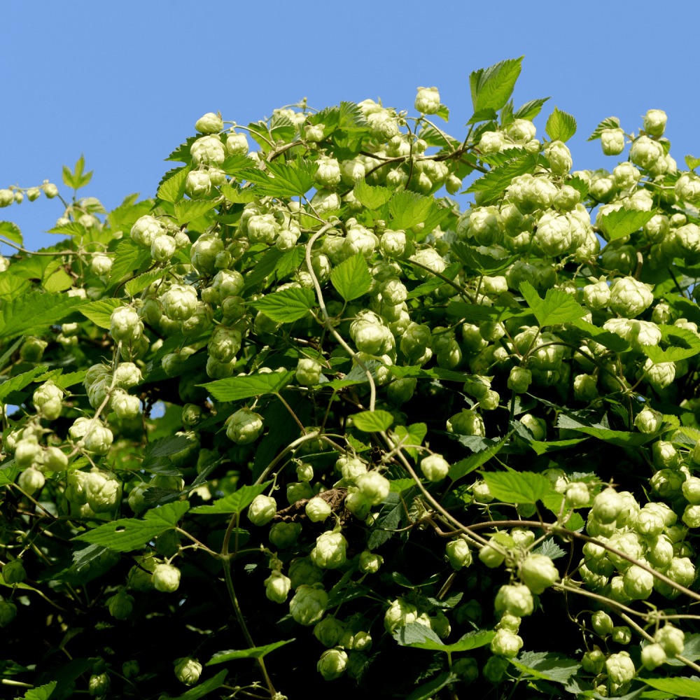 Houblon - Humulus lupulus - FLEURANDIE