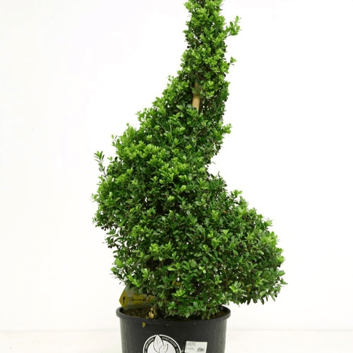 Houx crénelé 'Dark Green' - Ilex crenata 'Dark Green' - FLEURANDIE