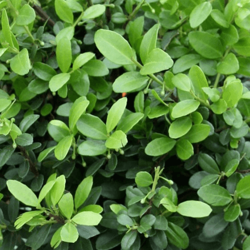 Houx crénelé 'Dark Green' - Ilex crenata 'Dark Green' - FLEURANDIE