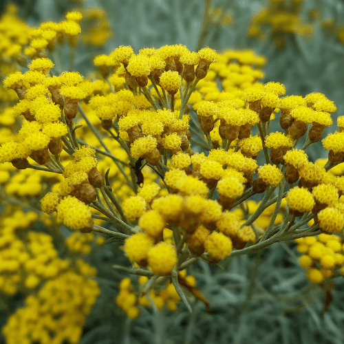 Immortelle d'Italie jaune - Helichrysum italicum serotinum - FLEURANDIE