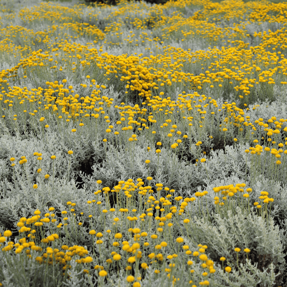 Immortelle d'Italie jaune - Helichrysum italicum serotinum - FLEURANDIE