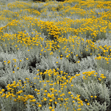 Immortelle d'Italie jaune - Helichrysum italicum serotinum