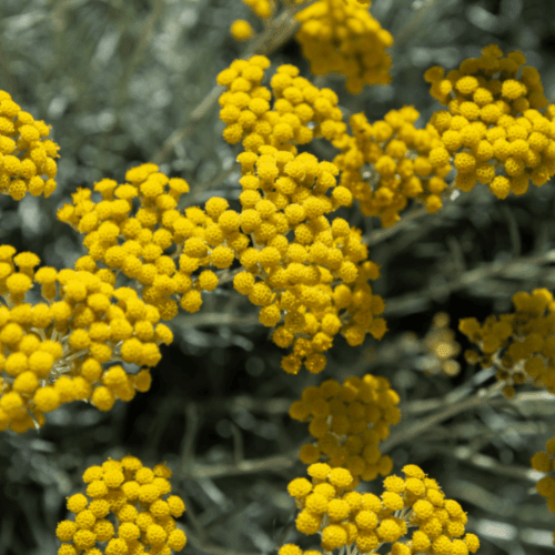 Immortelle d'Italie jaune - Helichrysum italicum serotinum - FLEURANDIE