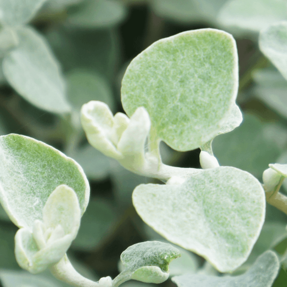 Immortelle 'Silver' - Helichrysum petiolare 'Silver' - FLEURANDIE